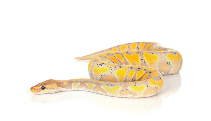 Banana python regius