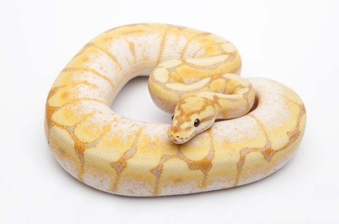 Banana spider ball python