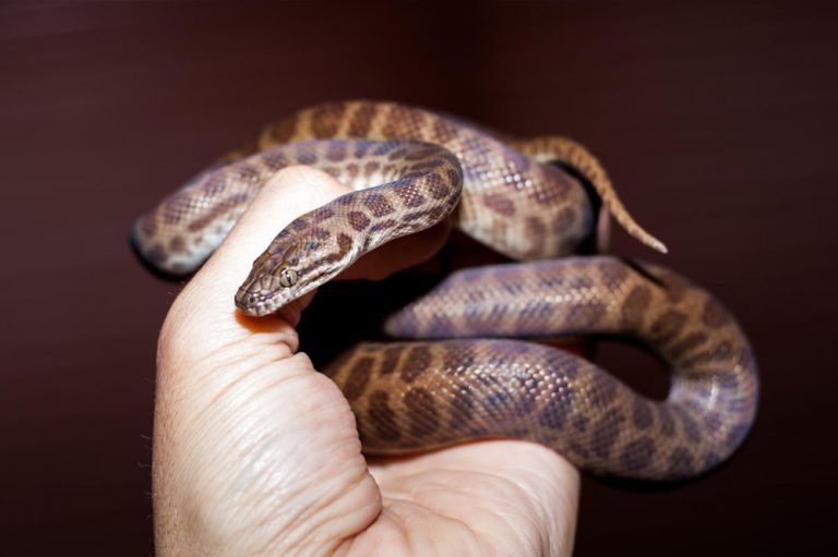 Children’s Python: The Ultimate Care Guide - AZ Reptiles