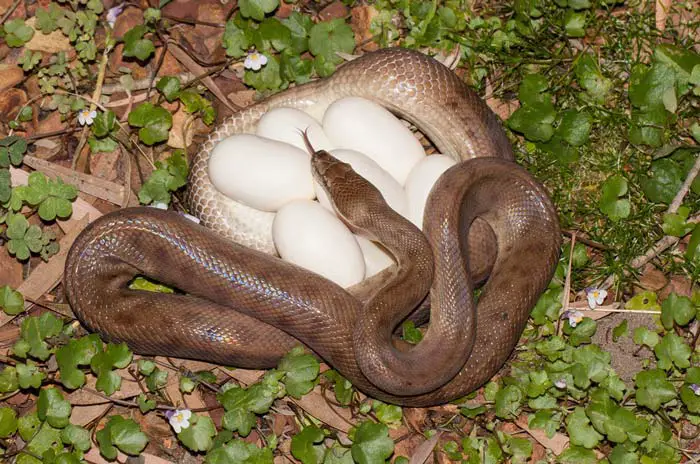 Children's python with egg clutch