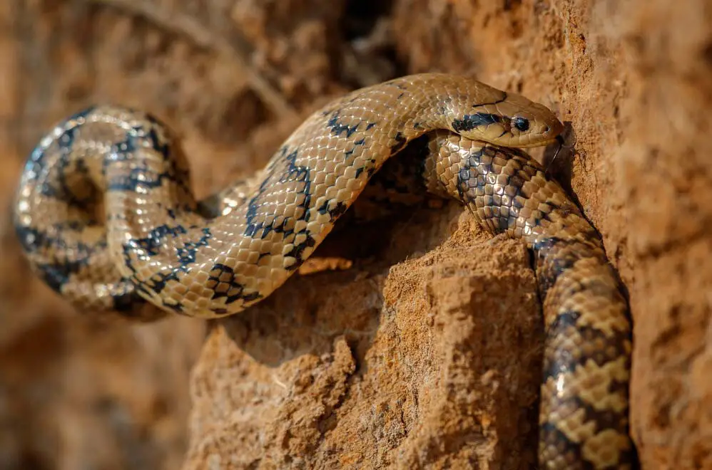 False water cobra climbing on rock