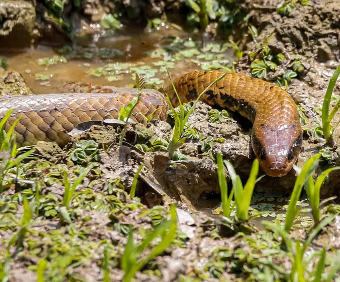 False water cobra in swampland