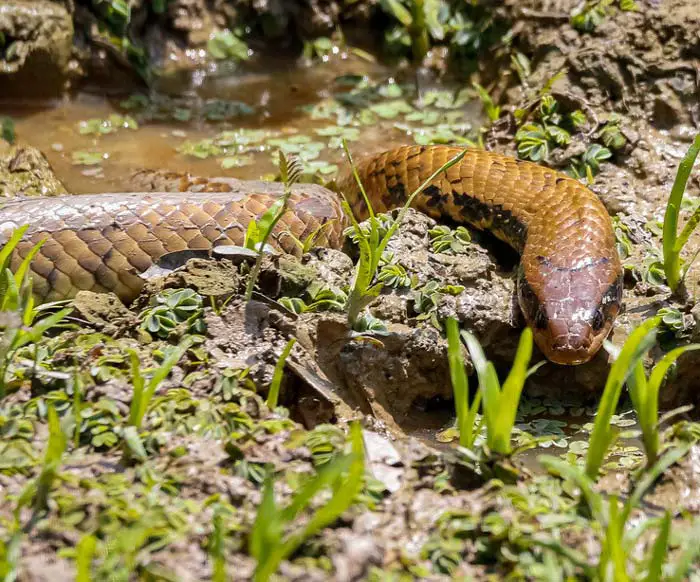 False water cobra Smithsonian's National Zoo and Conservation Biology Institute