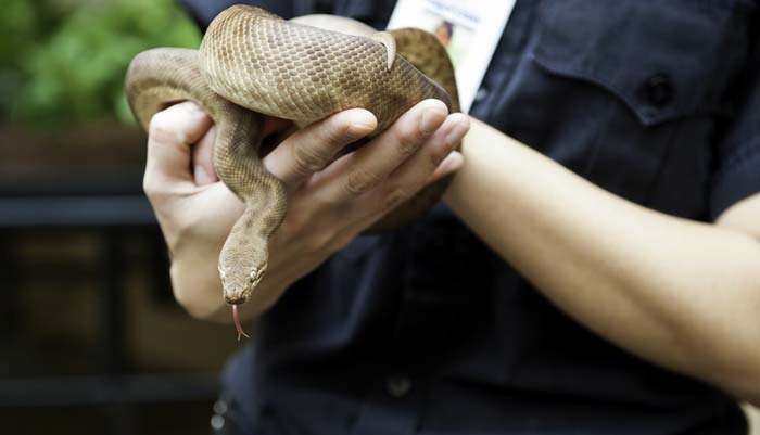 Handling Children's Python