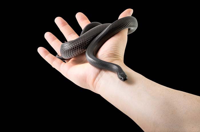 Handling mexican black kingsnake