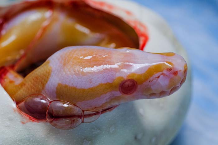 Hatching albino ball python from egg