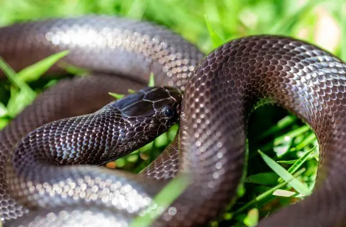 Mexican black kingsnake in grass