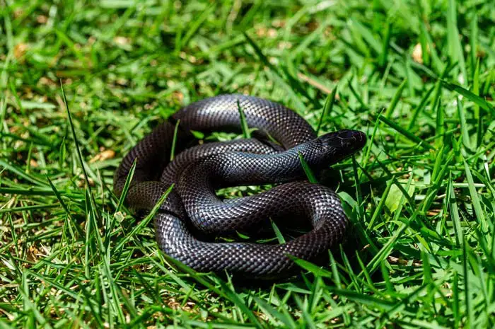 Mexican black kingsnake in the sun