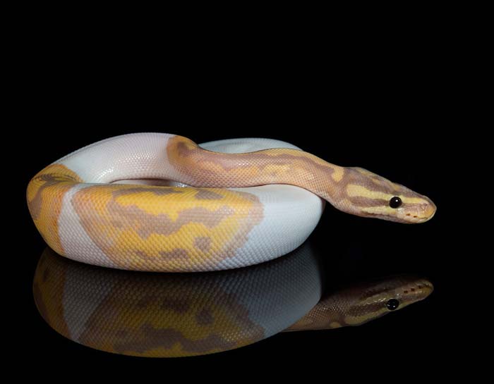 Piebald banana ball python