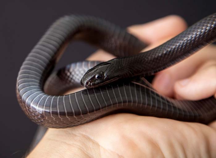 Smooth scales mexican black kingsnake