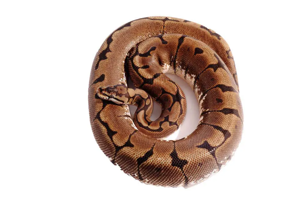 Spider ball python