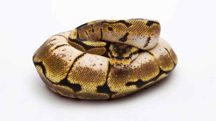 Stressed spider ball python