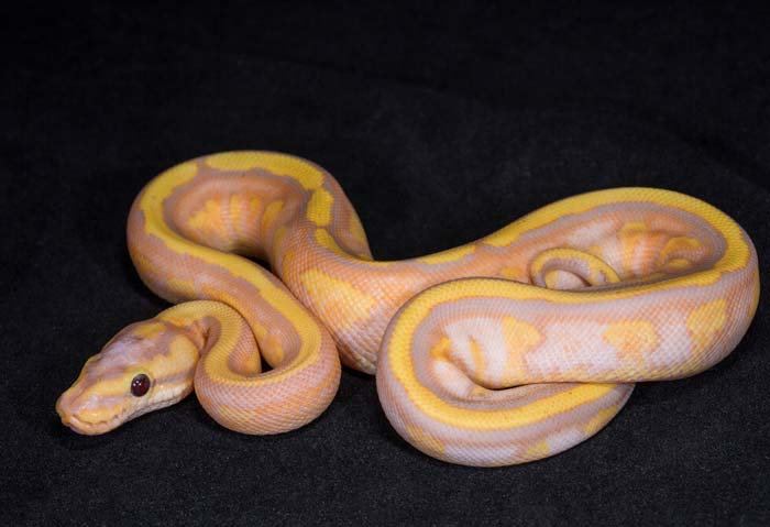 Superstripe banana ball python