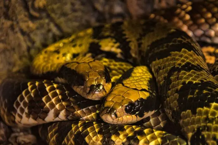 Two false water cobras