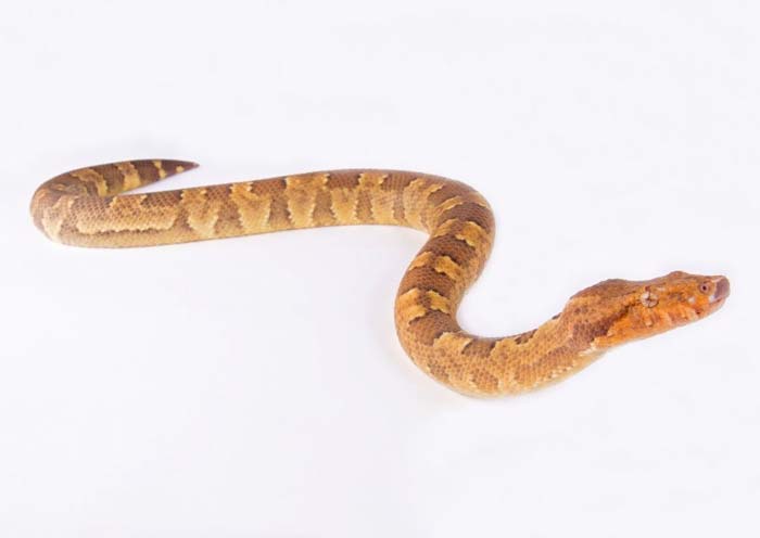 Viper boa in white background