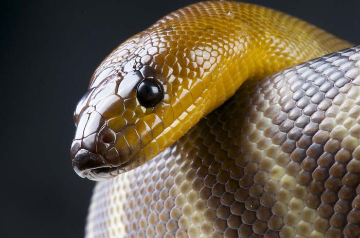 Woma python Head macro