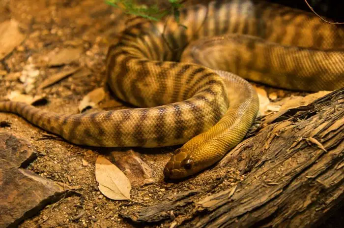 Woma python laying on the ground
