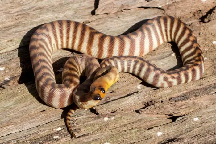 Woma python on wood