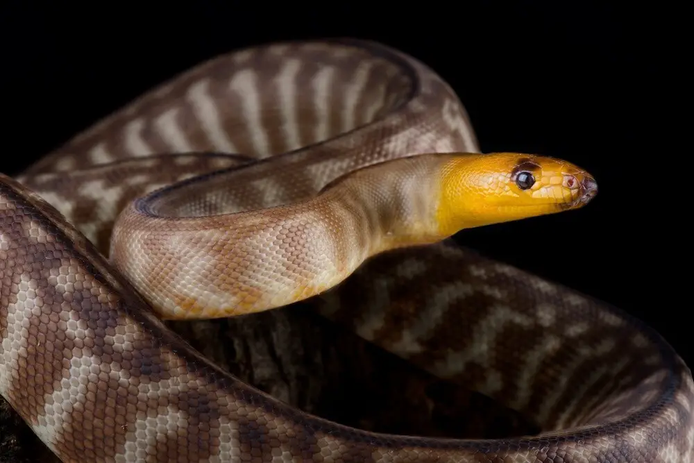 Woma python