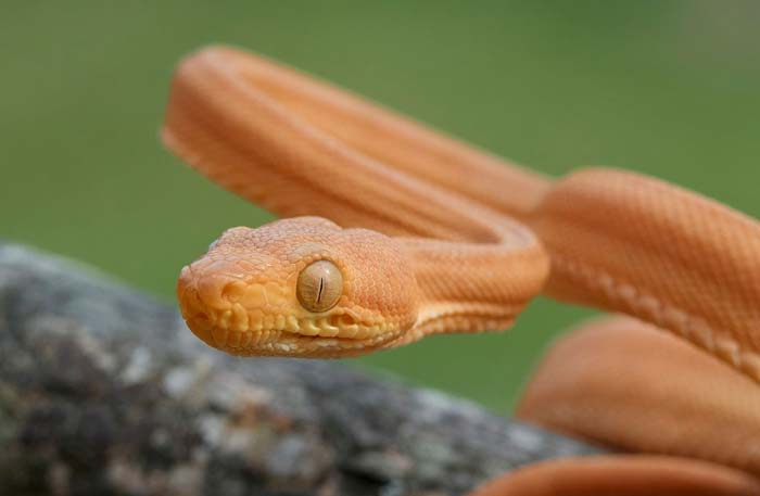 Amazon tree boa head macro