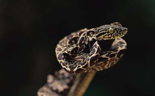 Juvenile Amazon tree boa