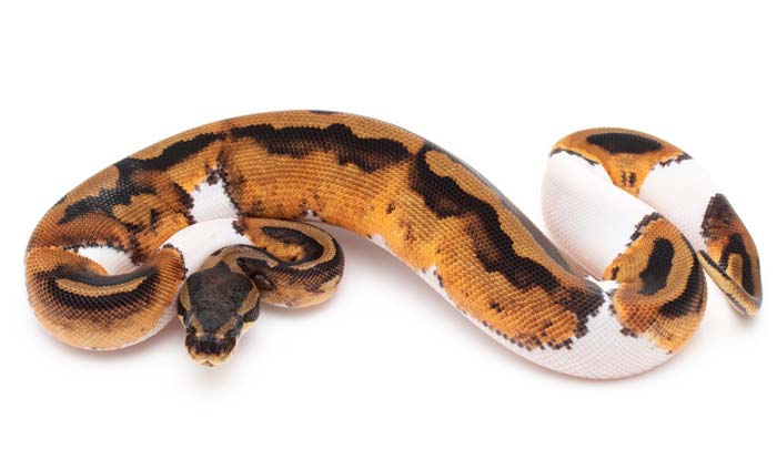 Piebald ball python macro closeup