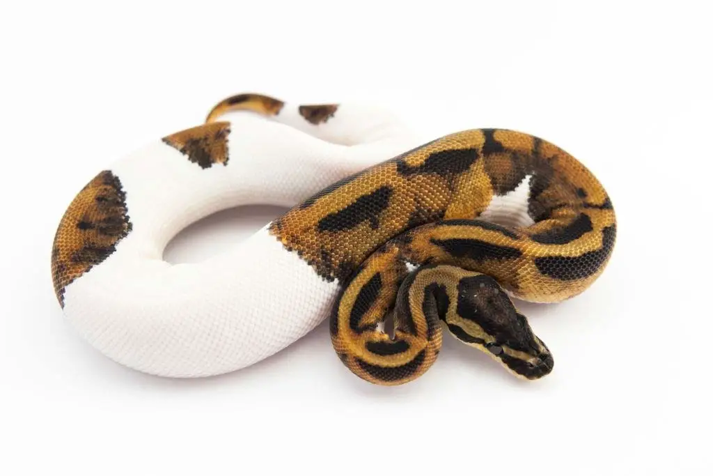 Pied Ball Python