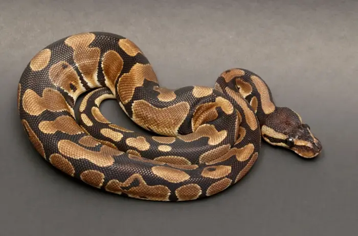 Ball Python on ground