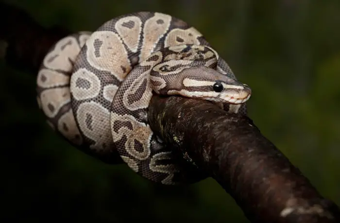 Ball python on branch