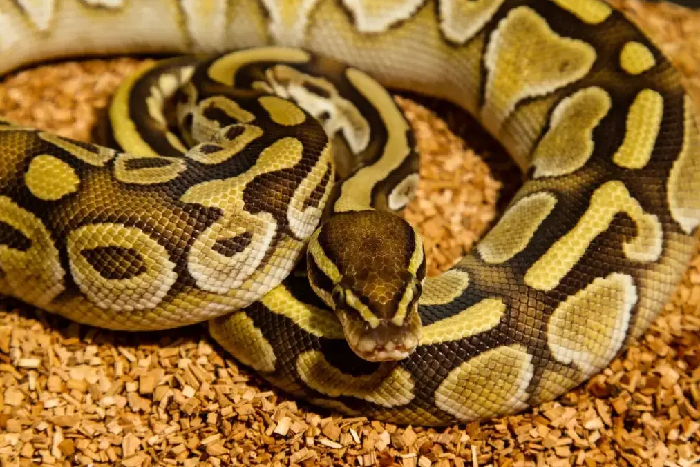 Ball python on wood chips