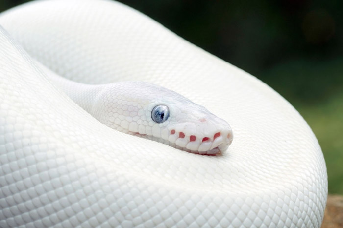 Blue eyed ball python