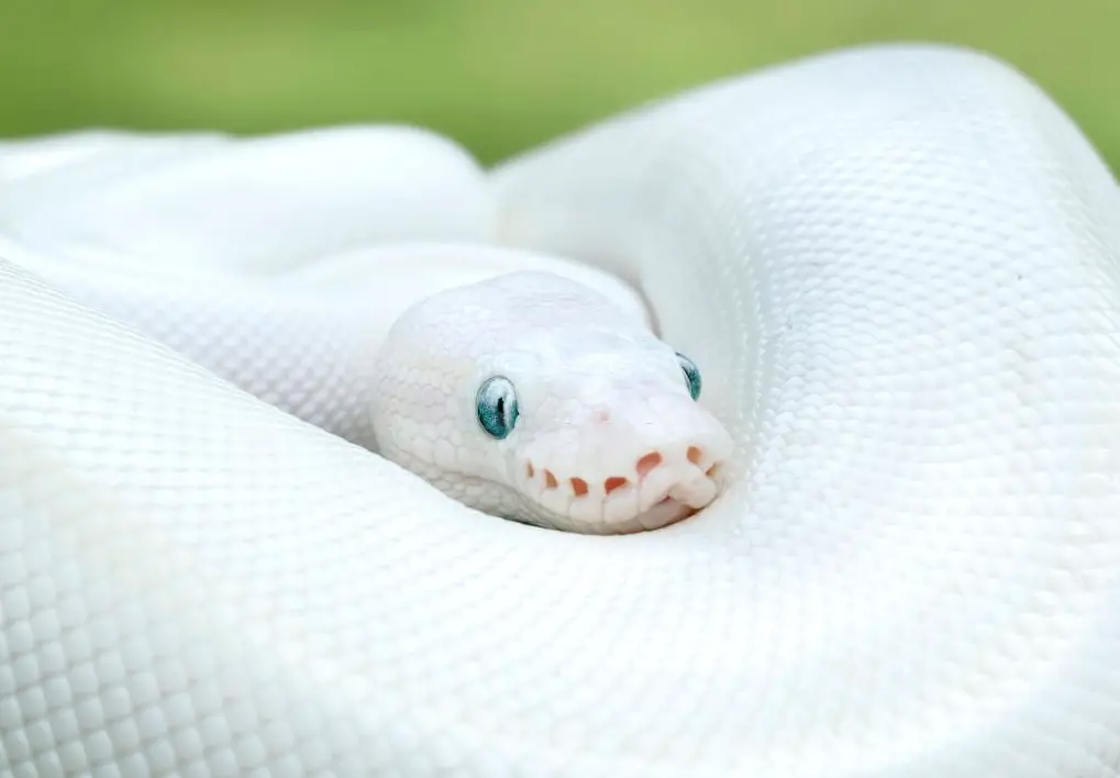 Blue eyed leucistic ball python