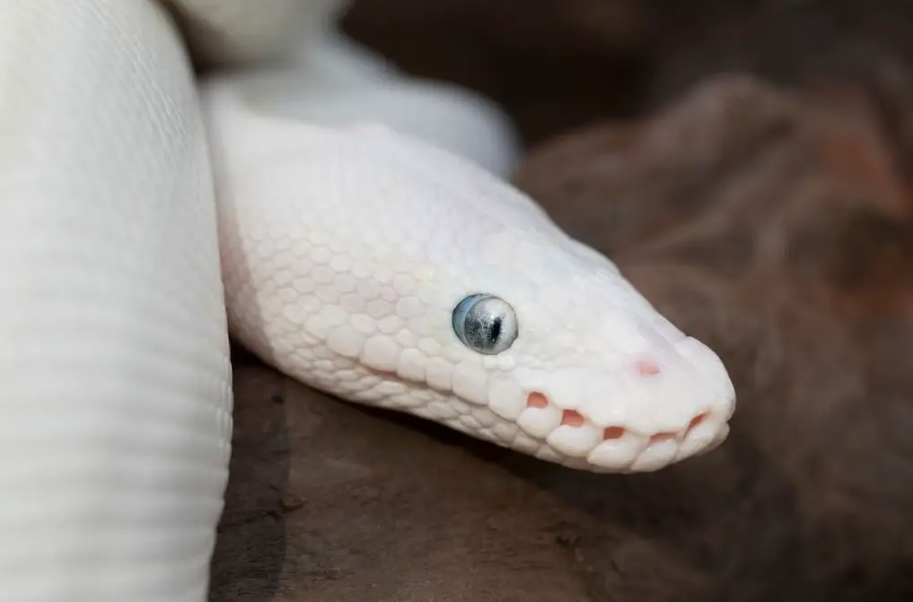 Leucistic ball python