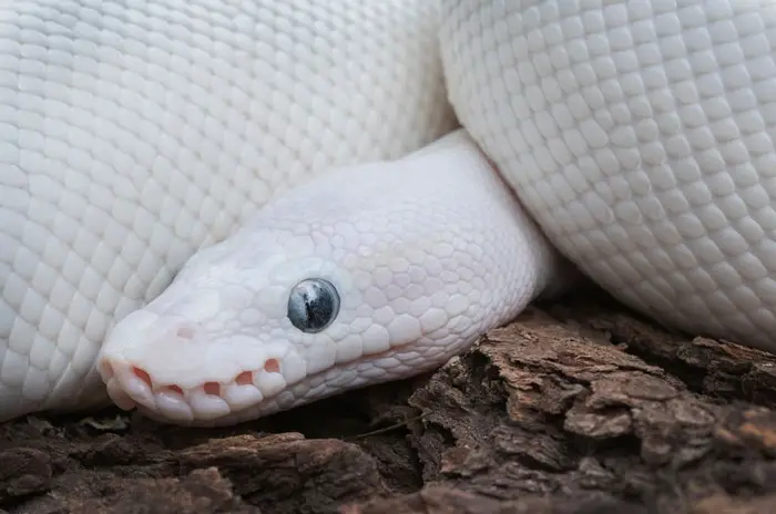 Leucistic blue eyed ball python