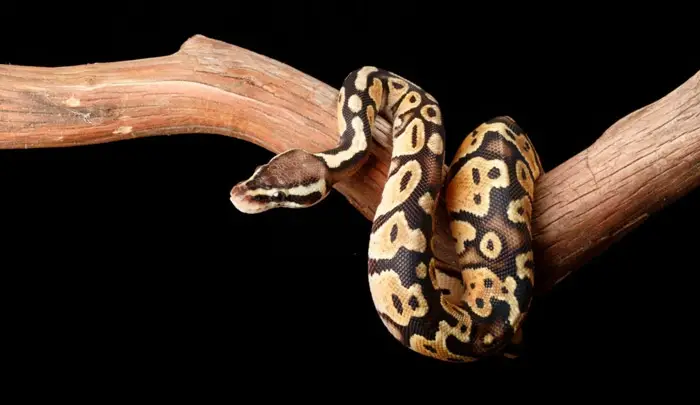 Pastel ball python climbing on branch