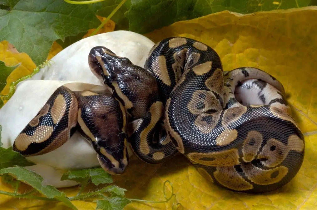 two ball pythons hatching from eggs