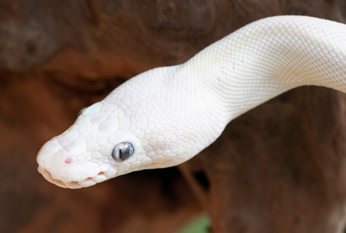 white ball python