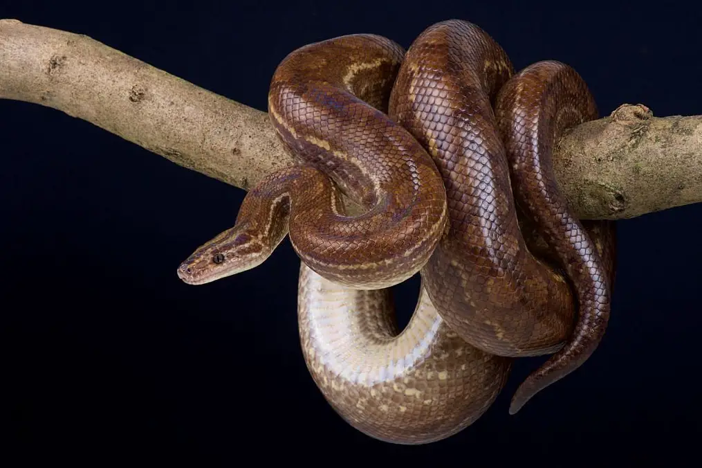 Colombian rainbow boa