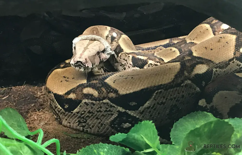 Colombian red tail boa shedding