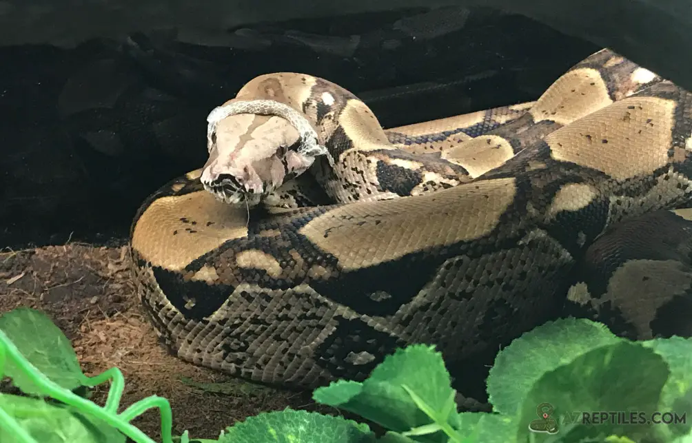 Red Tailed Boa Care Sheet: Food, Habitat & Health