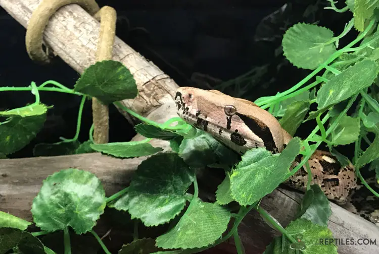 Colombian red tail boa