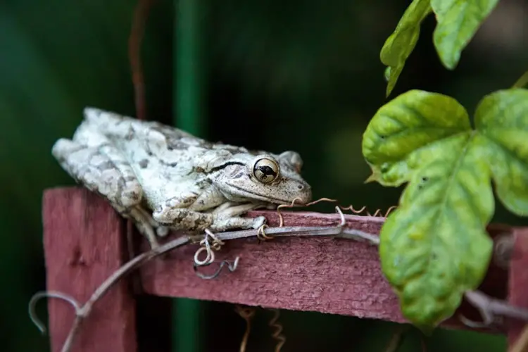 Cuban tree frog