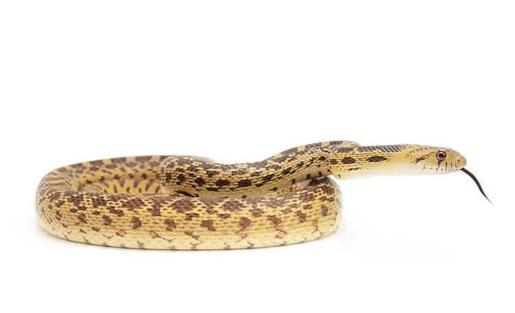Gopher snake in white background