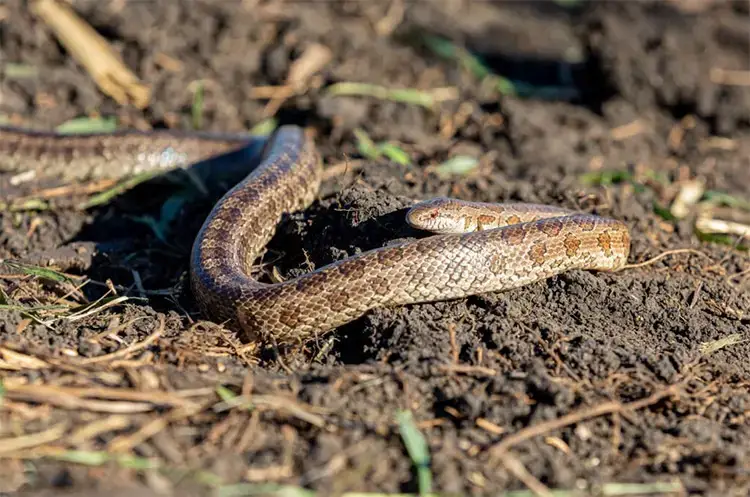 Prairie kingsnake