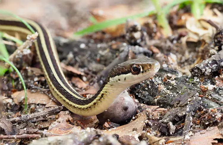 Ribbon snake