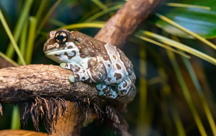 Amazon tree frog sitting on a branch