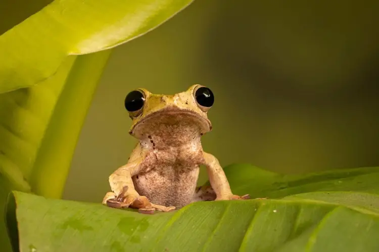 Cuban tree frog baby