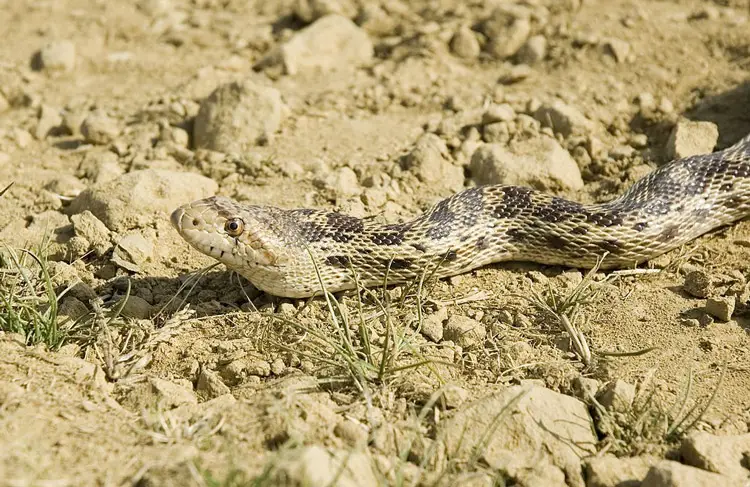 Pacific gopher snake