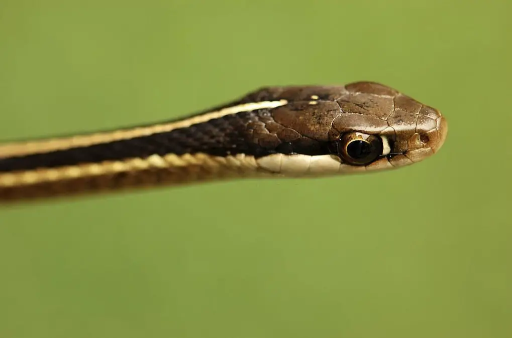 Ribbon snake's head