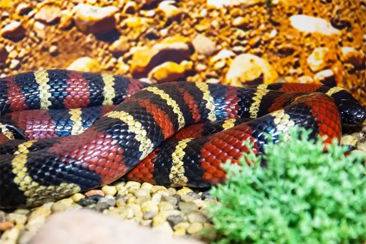 Scarlet Kingsnake in terrarium